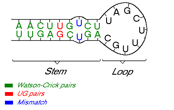 RNA Molecule